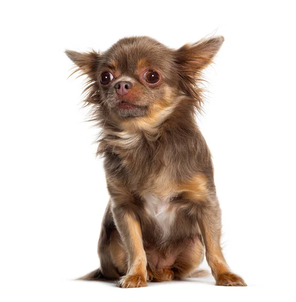 Sitting Chihuahua Looking Away Isolated White — Stock fotografie