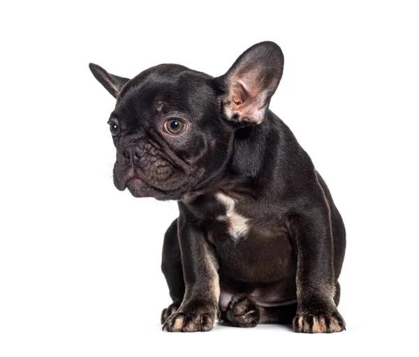Fekete Hetes Kiskutya Francia Bulldog Elszigetelt Fehér — Stock Fotó