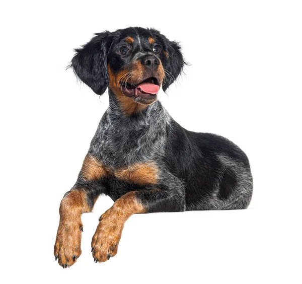 Lyng Ner Tricolor Bretagne Hund Flämtande Mun Öppen Isolerad Vit — Stockfoto
