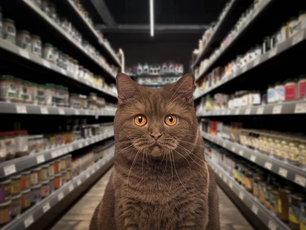 Gato Mirando Cámara Delante Medio Estante Comida Supermercado Mascotas Fondo — Foto de Stock