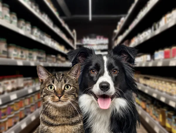 Kat Hond Kijken Naar Camera Voor Eetplanken Een Dierenwinkel Achtergrond — Stockfoto