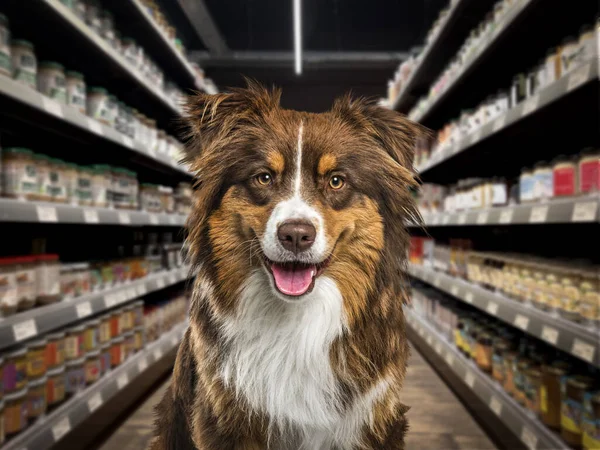 Pies Granicy Dyszący Patrzący Kamerę Przed Półkami Jedzeniem Sklepie Zoologicznym — Zdjęcie stockowe