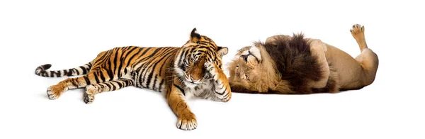 Leão Reconfortante Tigre Deitado Juntos Isolado Branco — Fotografia de Stock