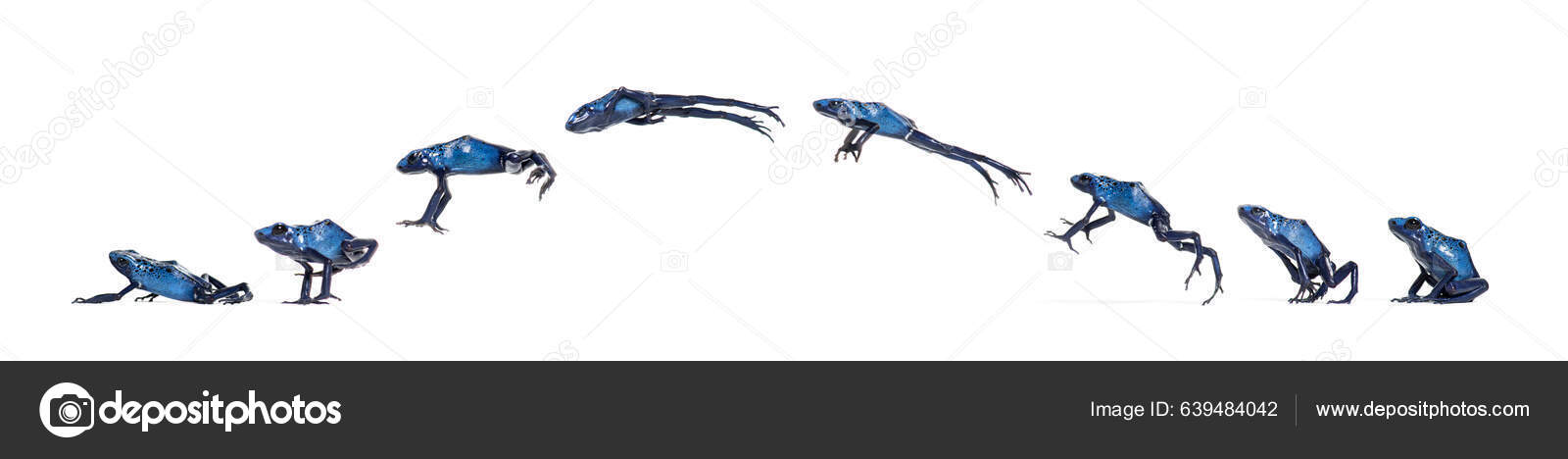 Blue Poison Dart Frog Jumping Animation Sequence Dendrobates Tinctorius ...