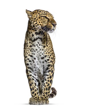 Spotted leopard, Panthera pardus, standing proudly and looking away, isolated on white