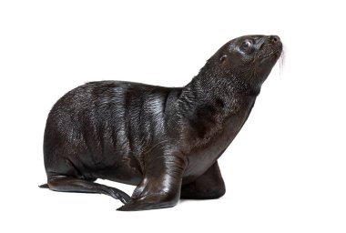 Pup South American sea lion two months old, Otaria byronia, isolated on white