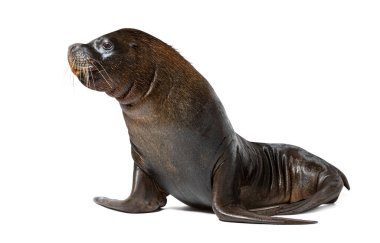 Big Male South American sea lion, Otaria byronia, isolated on white