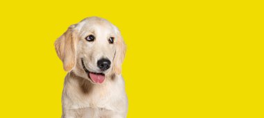 Mutlu nefes kesen köpek Golden Retriever dört aylık, sarı arka planda izole.