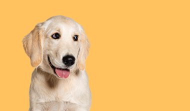 Happy Panting Puppy Golden Retriever looking away, four months old, agaisnt pastel yellow background clipart