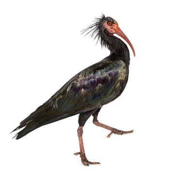 Side view of a Northern Bald Ibis walking, Geronticus eremita, Isolated on white