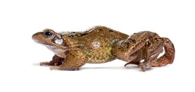 Side view of a european common frog walking, Rana temporaria, Isolated on white