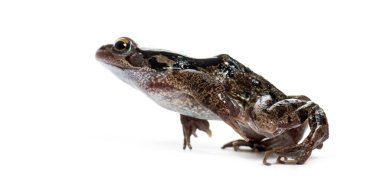Side view of an european common frog jumping, Rana temporaria, Isolated on white