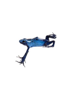 Blue poison dart frog jumping, Dendrobates tinctorius azureus, isolated on white
