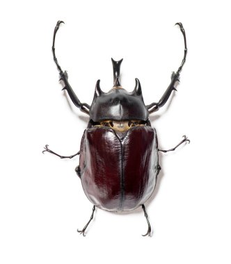 Rhinoceros beetle, Actaeon beetle, isolated on white