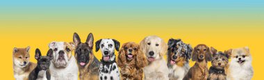 Row of different size and breed dogs over yellow blue gradient horizontal social media or web banner with copy space for text. Dogs are looking at the camera, some cute, panting or happy