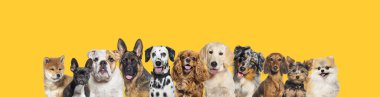 Row of different size and breed dogs over yellow horizontal social media or web banner with copy space for text. Dogs are looking at the camera, some cute, panting or happy