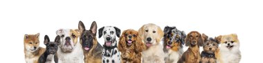 Farklı boyutlarda ve beyaz yatay sosyal medya ya da metin için fotokopi alanı olan internet afişi üzerinden köpek yetiştiriyorlar. Köpekler kameraya bakıyor, bazıları sevimli, nefes nefese ya da mutlu.