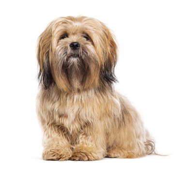 Sitting Lhasa apso dog, isolated on white
