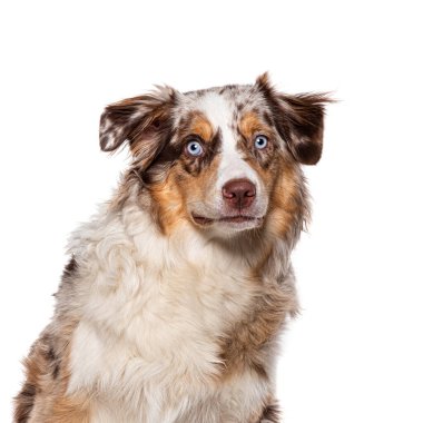 Young Australian Shepherd red merle blue eyed, isolated on white