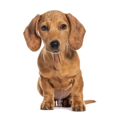 Üç aylık kahverengi köpek yavrusu Dachshund, beyaz üzerine izole edilmiş.