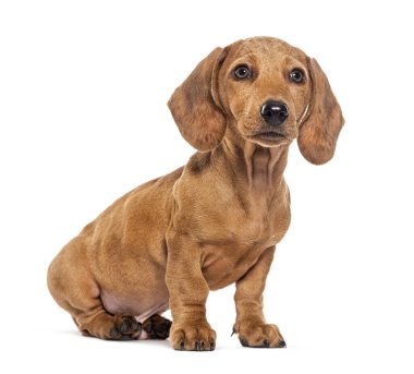 Three month old puppy brown shorthair Dachshund, isolated on white clipart