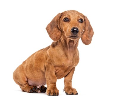 Three month old puppy brown shorthair Dachshund, isolated on white clipart