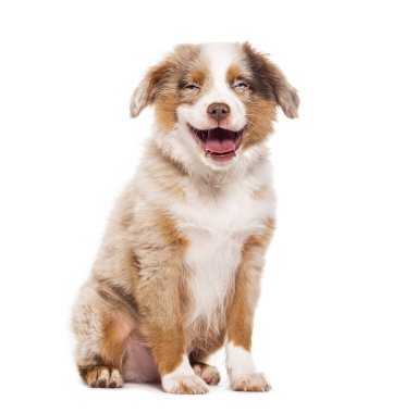 Happy three months old Puppy red merle Bastard dog cross with an australian shepherd and unknown breed, isolated on white