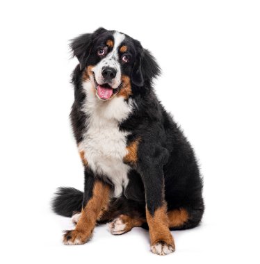 Happy panting Bernese Mountain Dog sitting, isolated on white