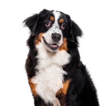 Head shot of Bernese Mountain Dog, isolated on white