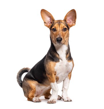 Crossbreed dog with big ears, isolated on white