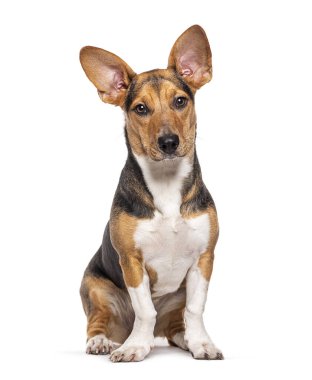 Crossbreed dog with big ears, isolated on white