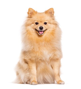 Happy sitting Spitz dog looking at the camera and panting mouth open, isolated on white