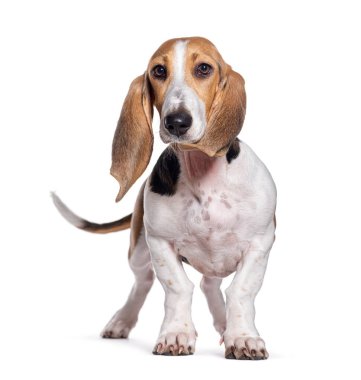 Young Norman Artesian Basset dog, isolated on white