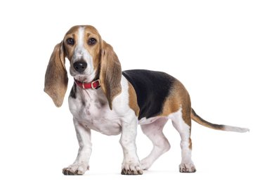 Young Norman Artesian Basset dog, isolated on white