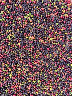 Ethiopian coffee cherries lying to dry in the sun. This process is the natural process. Bona Zuria, Ethiopia, Africa