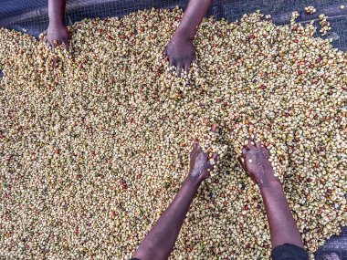 Women's hands mixing coffee cherries processed by the Honey process in the Sidama region, Ethiopia. 
