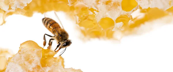 ミツバチは蜂の巣の上で蜂蜜を食べます蝋が残る白い背景に隔離された巣の上で — ストック写真