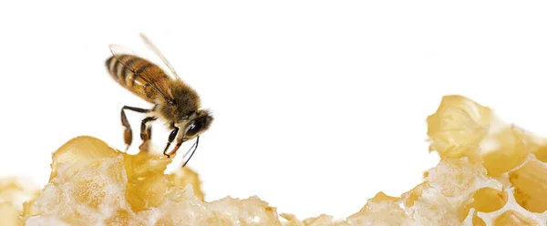 ミツバチは蜂の巣の上で蜂蜜を食べます蝋が残る白い背景に隔離された巣の上で — ストック写真