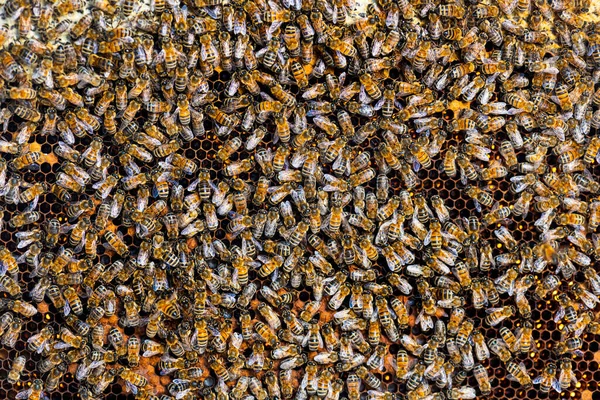 Many Workers Bees Seen Piece Honeycomb Bee Background — Stock Photo, Image