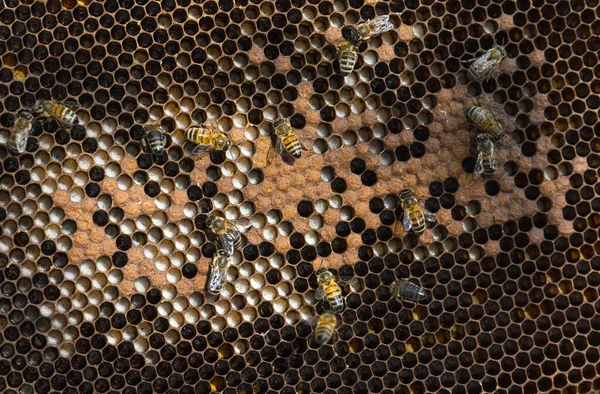 Close Bee Honeycombs Filled Bee Larvae Empty — ストック写真
