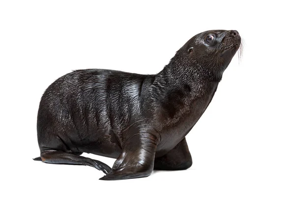 Pup South American Sea Lion Two Months Old Otaria Byronia — Stock Photo, Image