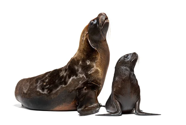 Two Months Old Pup Its Mother South American Sea Lion — Stock Photo, Image