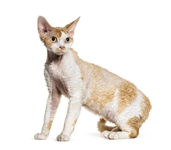 Side View Devon Rex Cat Looking Away Isolated White — Stock Photo, Image