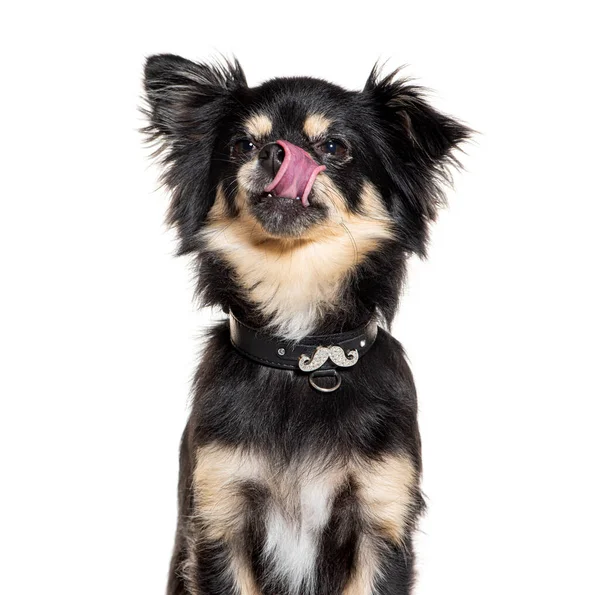 Head Shot Chihuahua Wearing Collar Licking Its Lips Isolated White — Stock Photo, Image