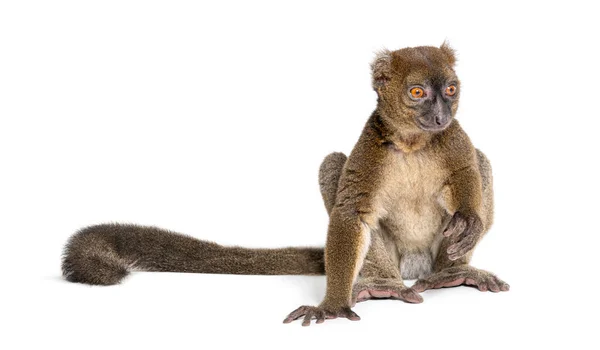 Większy Bambusowy Lemur Siedzący Jedną Ręką Ziemi Prolemur Simus Odizolowany — Zdjęcie stockowe