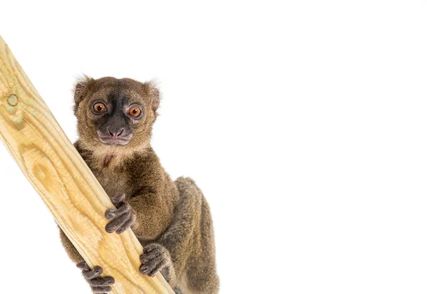 Maior Lemurclimbing Bambu Pedaço Madeira Olhando Para Câmera Prolemur Simus — Fotografia de Stock