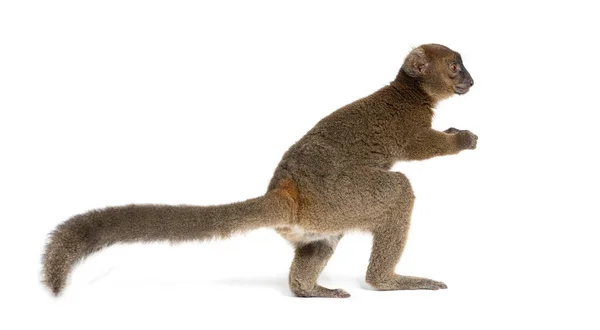 Back View Greater Bamboo Lemur Going Away Prolemur Simus Isolated — ストック写真