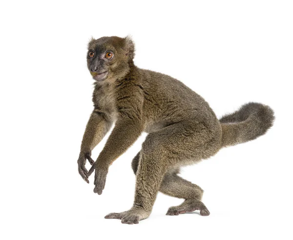 Stojący Większy Bambusowy Lemur Chodzący Tylnych Nogach Prolemur Simus Izolowany — Zdjęcie stockowe