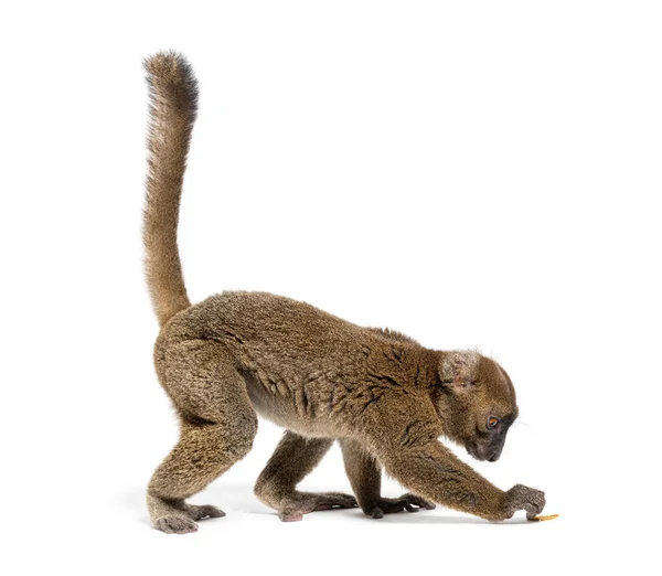 Greater Bamboo Lemur Looking Trying Catch Something Ground Prolemur Simus — Stock Photo, Image