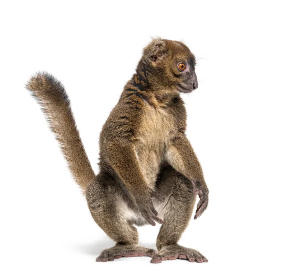 Standing Greater Bamboo Lemur Walking Its Hind Legs Prolemur Simus — Stock Photo, Image
